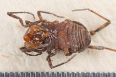 Triaenonychidae