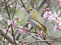 Carpodacus subhimachalus
