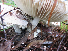 Amanita pyramidifera