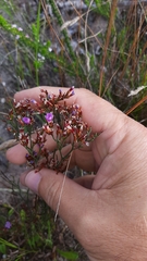 Limonium scabrum scabrum