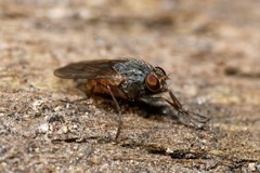 Lispocephala brachialis