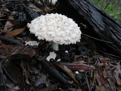 Amanita pyramidifera