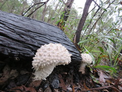 Amanita pyramidifera