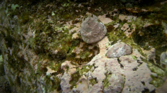Aplodactylus lophodon