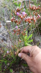 Limonium scabrum scabrum