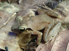 Platymantis dorsalis