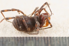 Triaenonychidae