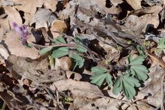Corydalis paczoskii