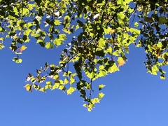 Acer morrisonense