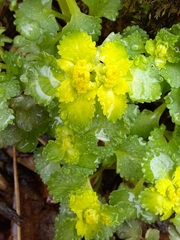Chrysosplenium pilosum barbatum