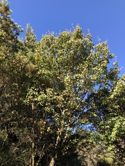 Acer morrisonense