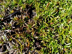 Abrotanella caespitosa