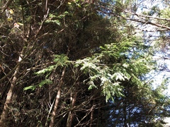 Chamaecyparis formosensis