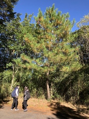 Pinus taiwanensis