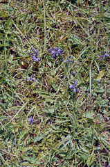Polygala calcarea