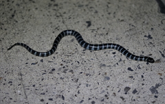 Laticauda semifasciata