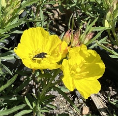 Acmaeodera ornatoides