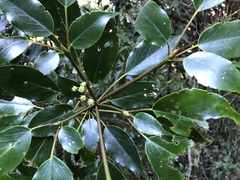 Trochodendron aralioides
