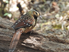 Ianthocincla ocellata