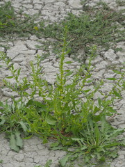 Rumex microcarpus