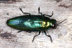 Eurythyrea micans