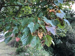 Acer morrisonense