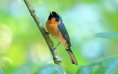 Spectacled Monarch photo 2