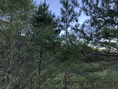 Pinus taiwanensis