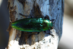 Eurythyrea micans