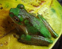 Litoria nigropunctata