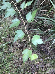 Rubus trianthus