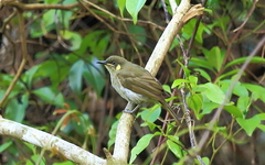 Meliphaga notata