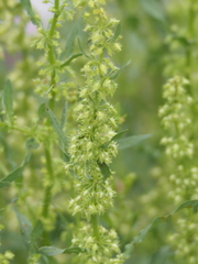 Rumex microcarpus