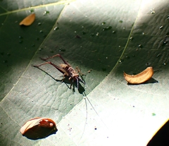 Nisitrus