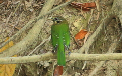 Ailuroedus maculosus