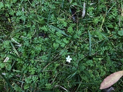 Ellisiophyllum pinnatum