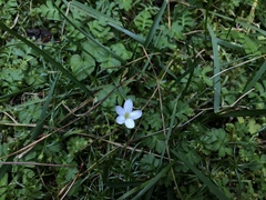 Ellisiophyllum pinnatum