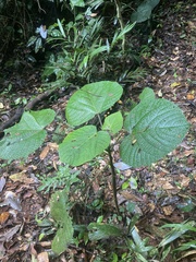 Dendrocnide cordifolia