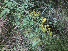 Senecio scandens incisus