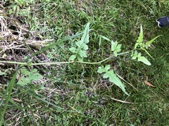 Senecio scandens incisus