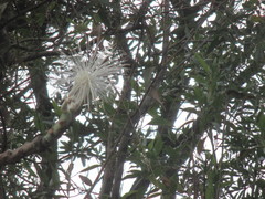 Pseudobombax longiflorum