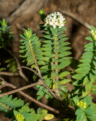 Pimelea acra