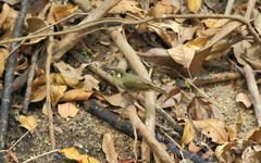 Microptilotis imitatrix