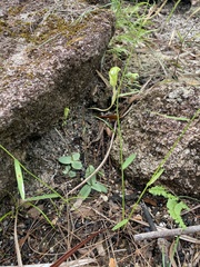 Pterostylis depauperata