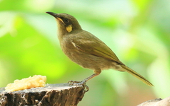 Microptilotis imitatrix