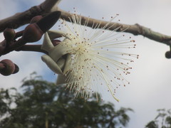 Pseudobombax longiflorum