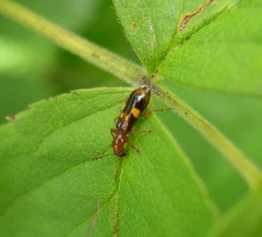 Phymatophaea guttigera