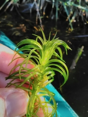 Lagarosiphon major