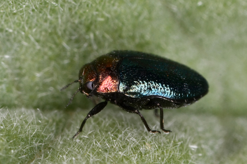 Representative image of Trachys troglodytiformis