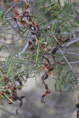Acacia doratoxylon